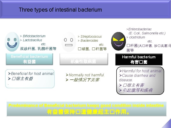 Three types of intestinal bacterium > Bifidobacterium > Lactobacillus etc. > Streptococcus > Bacteroides