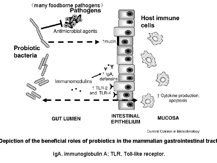 （many foodborne pathogens） Depiction of the beneficial roles of probiotics in the mammalian gastrointestinal
