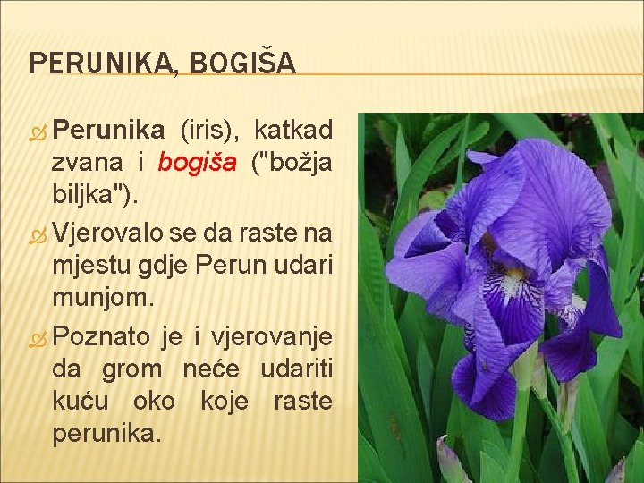 PERUNIKA, BOGIŠA Perunika (iris), katkad zvana i bogiša ("božja biljka"). Vjerovalo se da raste