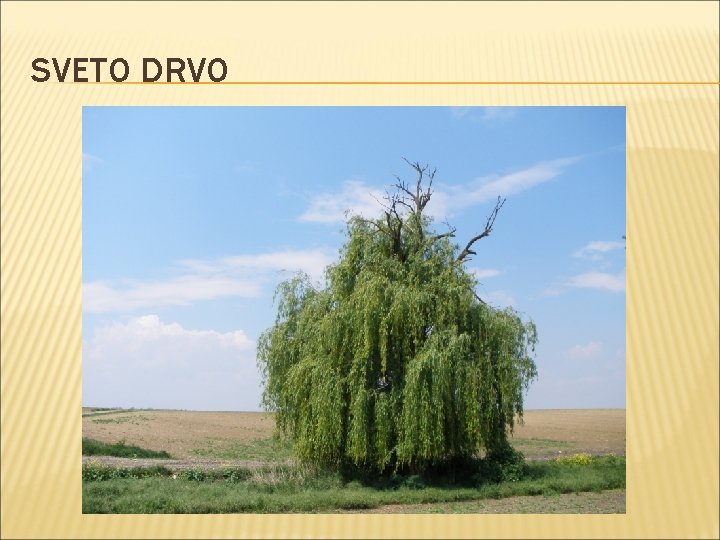 SVETO DRVO 