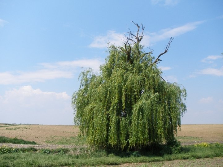  Gornji je dio obično imao zlatnu granu i pripadao je nebeskom svijetu, gromovniku