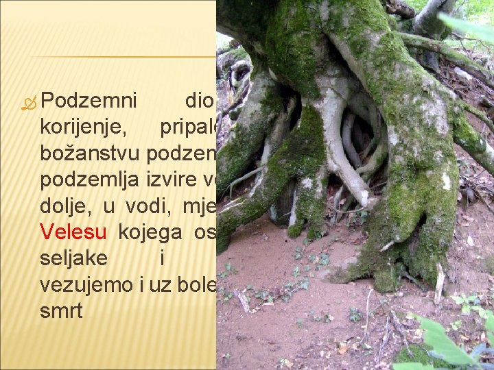  Podzemni dio – korijenje, pripalo je božanstvu podzemlja. Iz podzemlja izvire voda, a