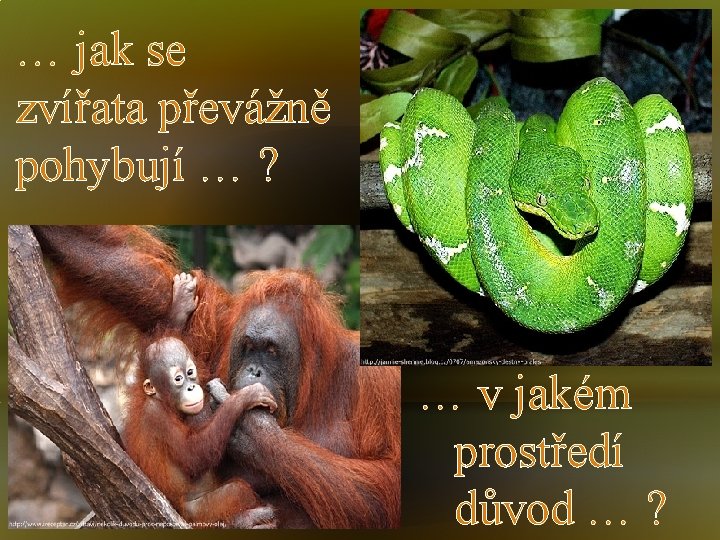 … jak se zvířata převážně pohybují … ? … v jakém prostředí důvod …