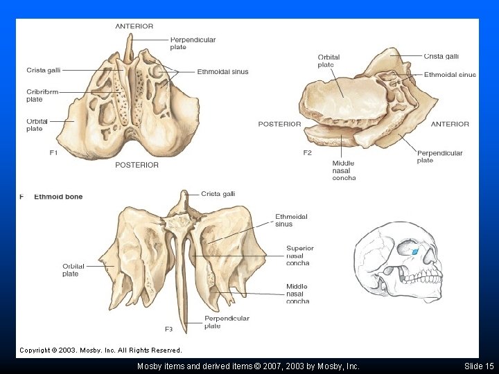 Mosby items and derived items © 2007, 2003 by Mosby, Inc. Slide 15 