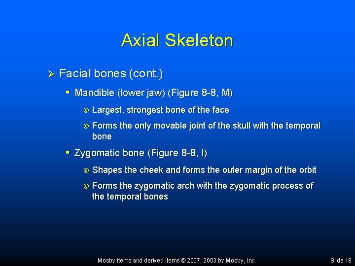 Axial Skeleton Ø Facial bones (cont. ) • Mandible (lower jaw) (Figure 8 -8,