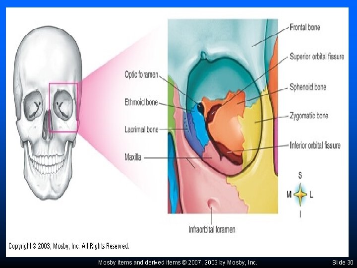 Mosby items and derived items © 2007, 2003 by Mosby, Inc. Slide 30 