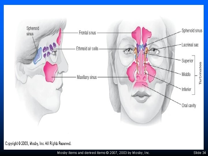 Mosby items and derived items © 2007, 2003 by Mosby, Inc. Slide 34 