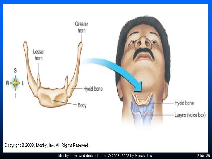 Mosby items and derived items © 2007, 2003 by Mosby, Inc. Slide 36 