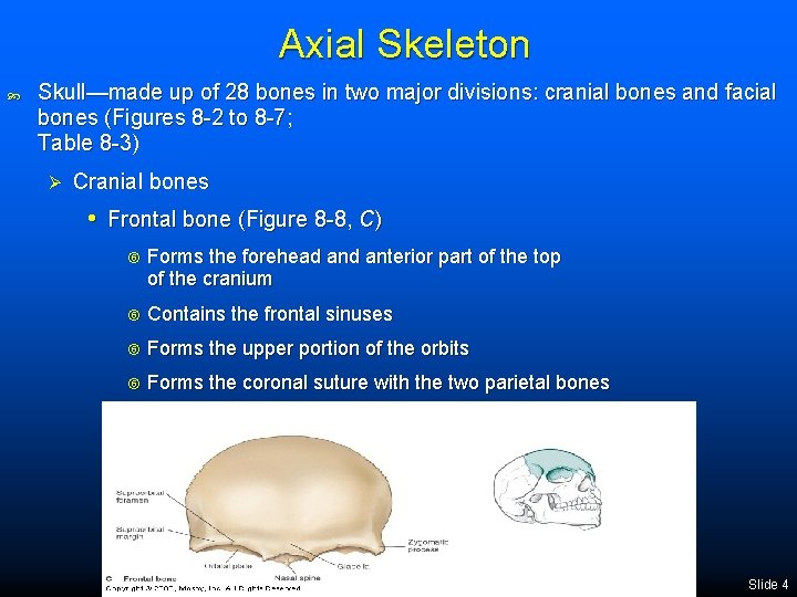 Axial Skeleton Skull—made up of 28 bones in two major divisions: cranial bones and