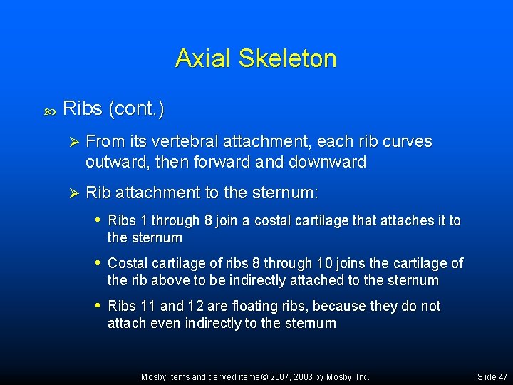 Axial Skeleton Ribs (cont. ) Ø From its vertebral attachment, each rib curves outward,