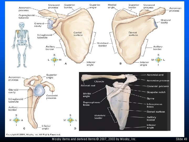 Mosby items and derived items © 2007, 2003 by Mosby, Inc. Slide 49 