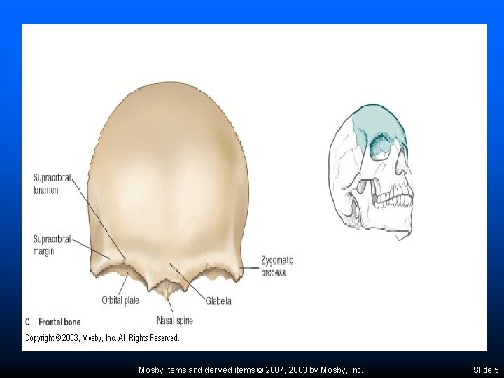 Mosby items and derived items © 2007, 2003 by Mosby, Inc. Slide 5 