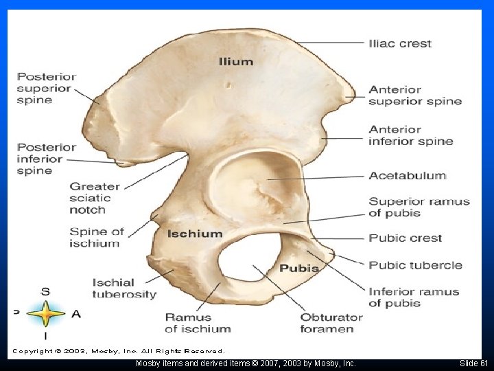 Mosby items and derived items © 2007, 2003 by Mosby, Inc. Slide 61 