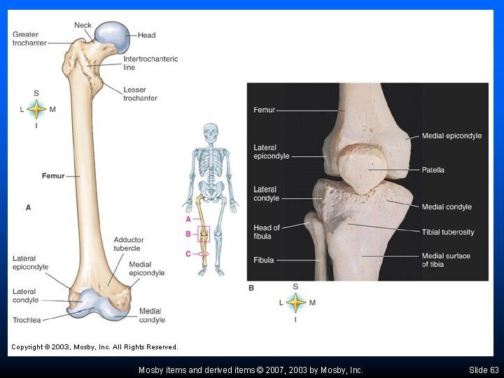 Mosby items and derived items © 2007, 2003 by Mosby, Inc. Slide 63 