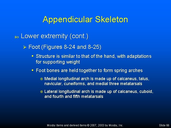 Appendicular Skeleton Lower extremity (cont. ) Ø Foot (Figures 8 -24 and 8 -25)