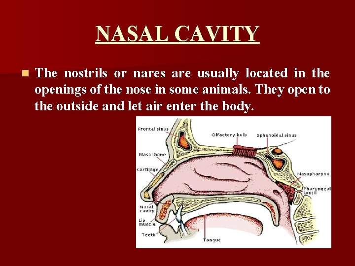 NASAL CAVITY n The nostrils or nares are usually located in the openings of