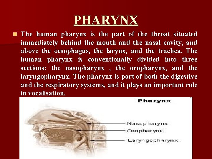 PHARYNX n The human pharynx is the part of the throat situated immediately behind