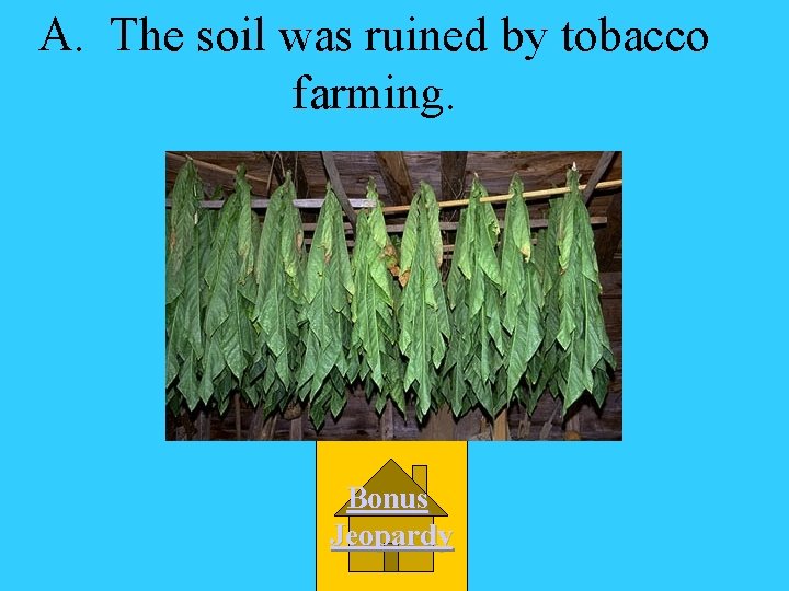 A. The soil was ruined by tobacco farming. Bonus Jeopardy 