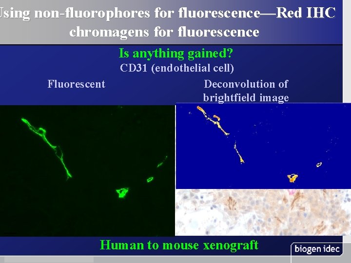 Using non-fluorophores for fluorescence—Red IHC chromagens for fluorescence Is anything gained? Fluorescent CD 31