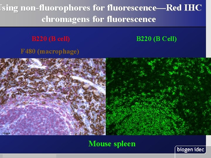 Using non-fluorophores for fluorescence—Red IHC chromagens for fluorescence B 220 (B cell) B 220