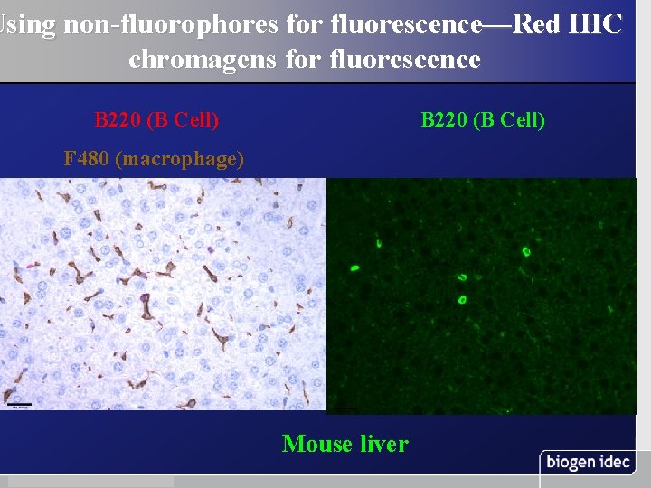 Using non-fluorophores for fluorescence—Red IHC chromagens for fluorescence B 220 (B Cell) F 480