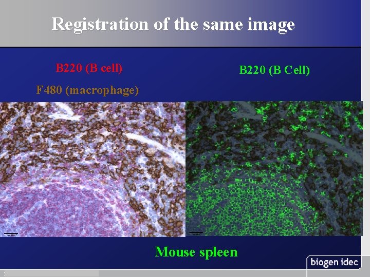 Registration of the same image B 220 (B cell) B 220 (B Cell) F