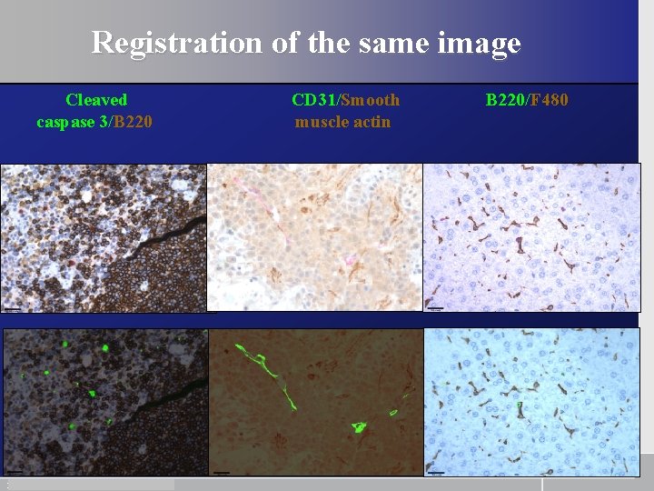 Registration of the same image Cleaved caspase 3/B 220 23 November 13, 2003 CD