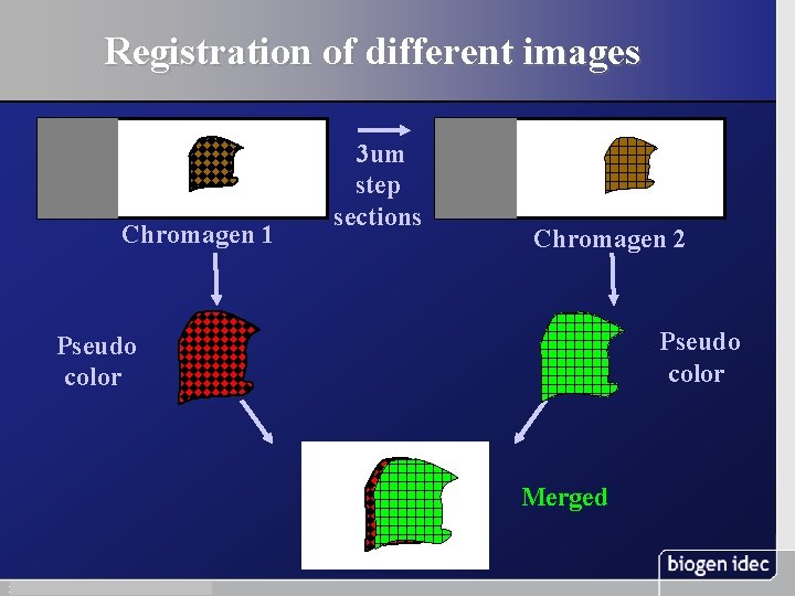 Registration of different images Chromagen 1 3 um step sections Chromagen 2 Pseudo color