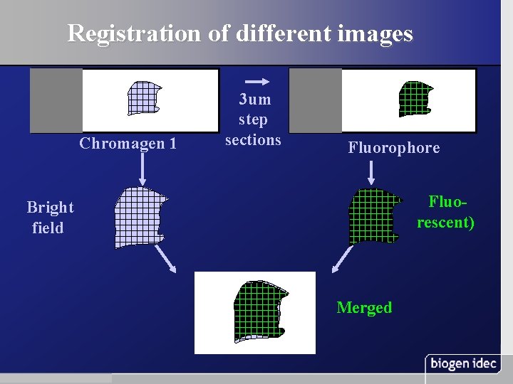 Registration of different images Chromagen 1 3 um step sections Fluorophore Fluorescent) Bright field