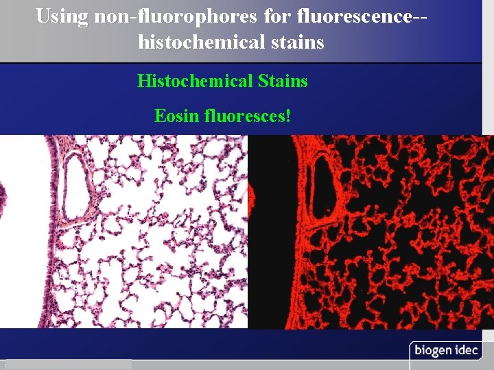 Using non-fluorophores for fluorescence-histochemical stains Histochemical Stains Eosin fluoresces! 8 November 13, 2003 