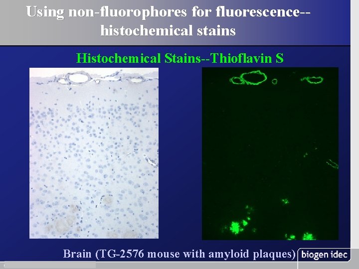 Using non-fluorophores for fluorescence-histochemical stains Histochemical Stains--Thioflavin S Brain (TG-2576 mouse with amyloid plaques)