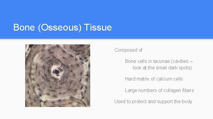 Bone (Osseous) Tissue Composed of Bone cells in lacunae (cavities – look at the