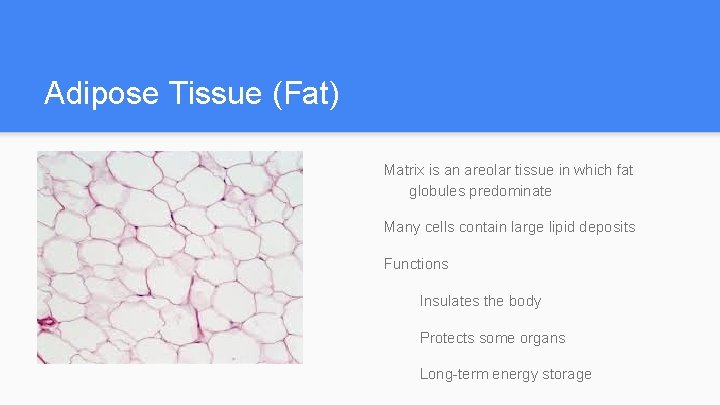 Adipose Tissue (Fat) Matrix is an areolar tissue in which fat globules predominate Many