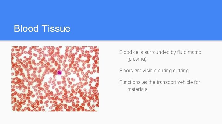 Blood Tissue Blood cells surrounded by fluid matrix (plasma) Fibers are visible during clotting