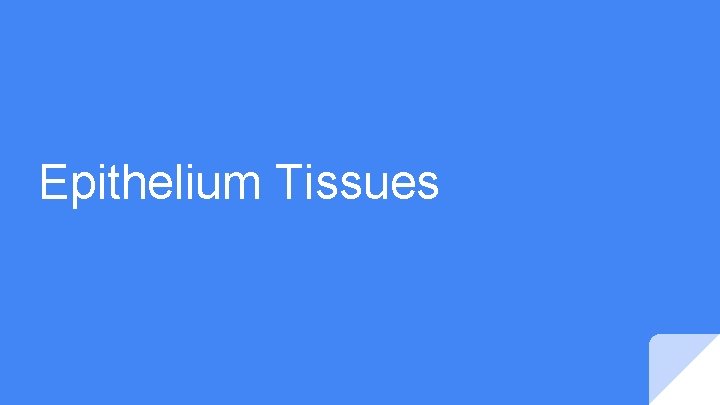 Epithelium Tissues 