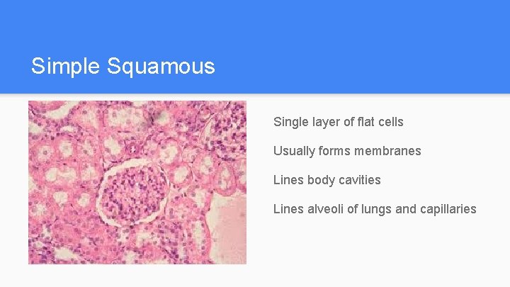 Simple Squamous Single layer of flat cells Usually forms membranes Lines body cavities Lines