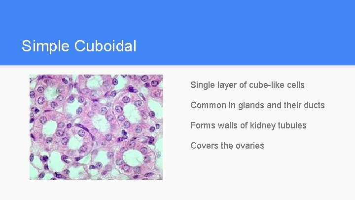 Simple Cuboidal Single layer of cube-like cells Common in glands and their ducts Forms