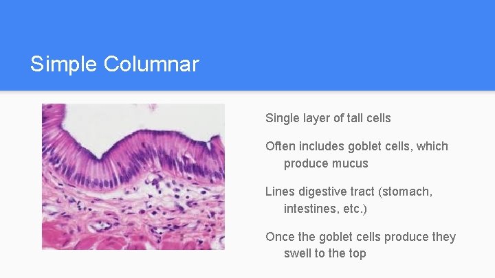 Simple Columnar Single layer of tall cells Often includes goblet cells, which produce mucus