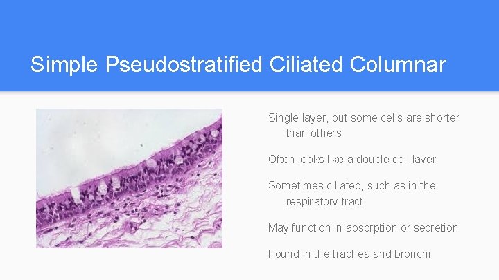 Simple Pseudostratified Ciliated Columnar Single layer, but some cells are shorter than others Often