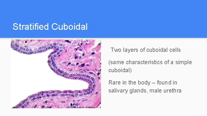 Stratified Cuboidal Two layers of cuboidal cells (same characteristics of a simple cuboidal) Rare