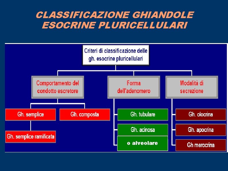 CLASSIFICAZIONE GHIANDOLE ESOCRINE PLURICELLULARI o alveolare 