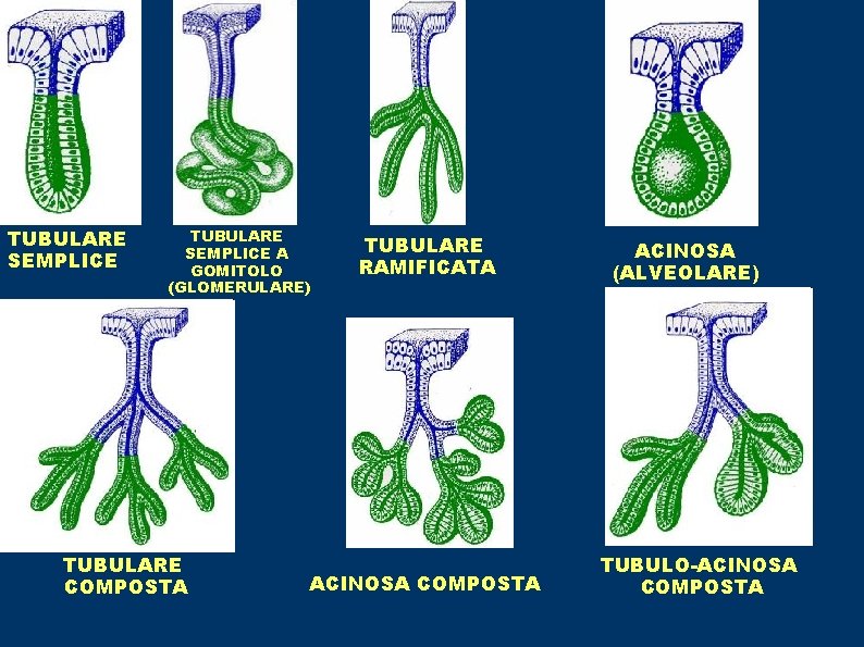 TUBULARE SEMPLICE A GOMITOLO (GLOMERULARE) TUBULARE COMPOSTA TUBULARE RAMIFICATA ACINOSA COMPOSTA ACINOSA (ALVEOLARE) TUBULO-ACINOSA