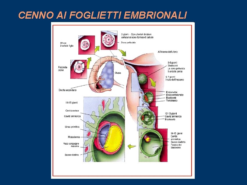 CENNO AI FOGLIETTI EMBRIONALI 