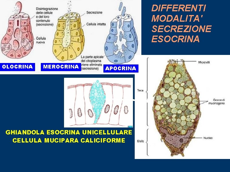 DIFFERENTI MODALITA' SECREZIONE ESOCRINA OLOCRINA MEROCRINA APOCRINA GHIANDOLA ESOCRINA UNICELLULARE CELLULA MUCIPARA CALICIFORME 