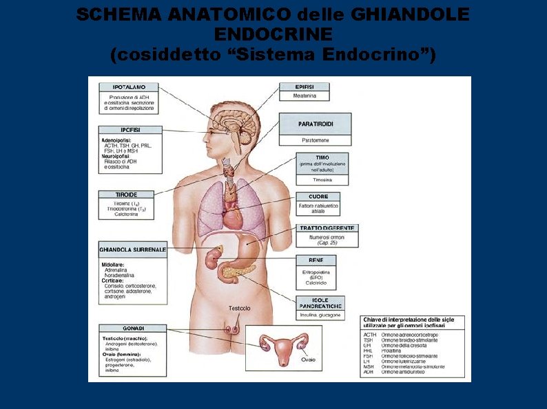 SCHEMA ANATOMICO delle GHIANDOLE ENDOCRINE (cosiddetto “Sistema Endocrino”) 