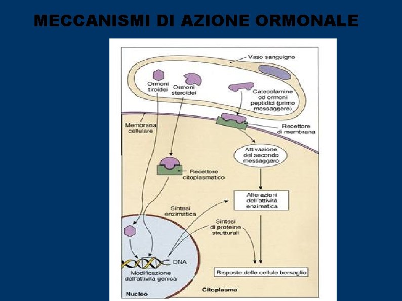 MECCANISMI DI AZIONE ORMONALE 