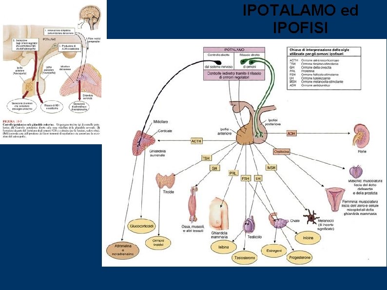 IPOTALAMO ed IPOFISI 