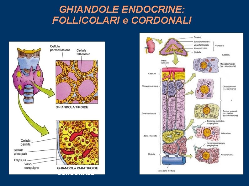 GHIANDOLE ENDOCRINE: FOLLICOLARI e CORDONALI FOLLICOLARE CORDONALE 