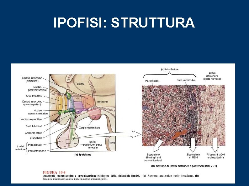 IPOFISI: STRUTTURA 