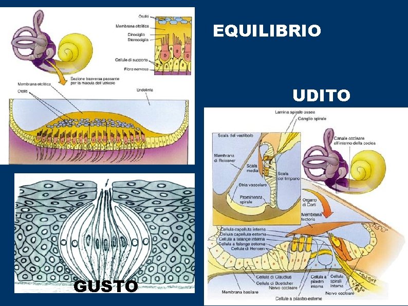 EQUILIBRIO UDITO GUSTO 